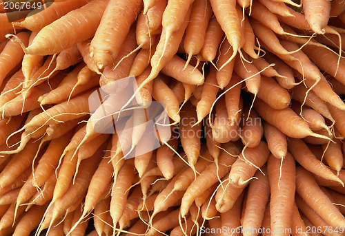 Image of lots of fresh carrots