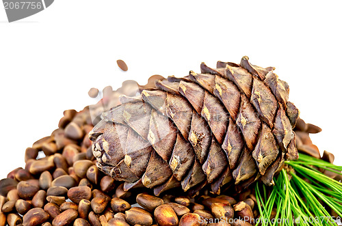 Image of Cedar nuts with a cone and a sprig