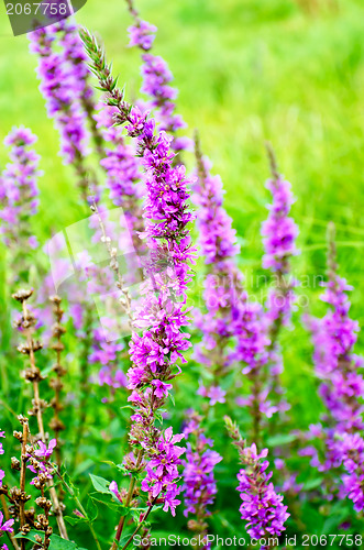 Image of Lythrum salicaria