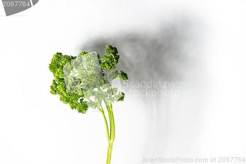 Image of abstract: parsley