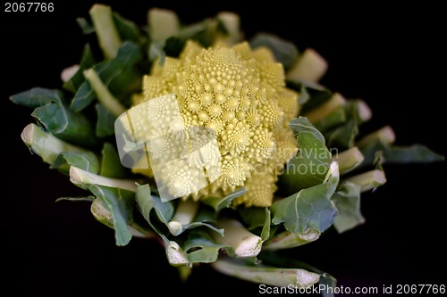 Image of romanesco - italian broccoli
