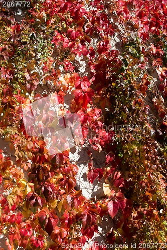 Image of poison ivy leaves