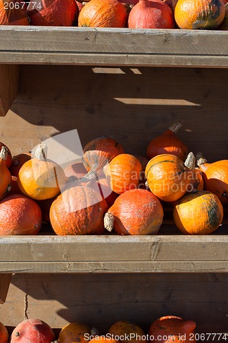 Image of Pumpkins for sale