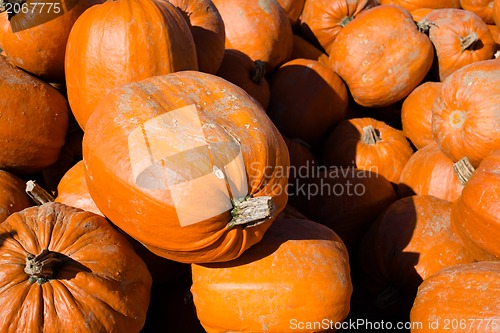 Image of Heap of pumpkins