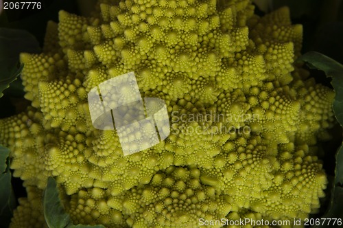 Image of romanesco - italian broccoli