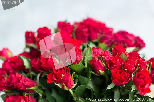 Image of red roses