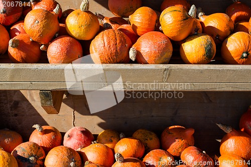 Image of Pumpkins for sale