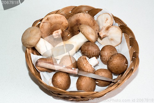 Image of Collected Mushrooms