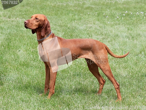 Image of Hungarian Vizsla