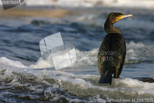 Image of A majestic Cormorant 