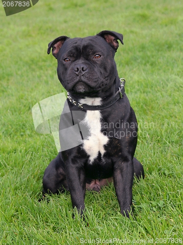 Image of Staffordshire Bull Terrier puppy