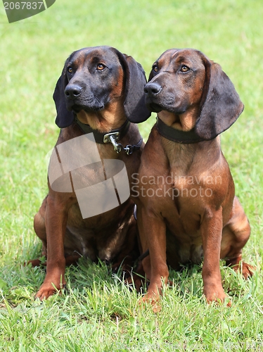 Image of Bavarian Mountain Scenthound