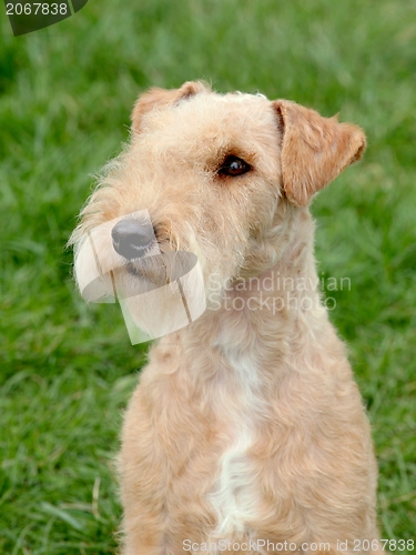 Image of Lakeland Terrier