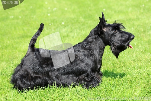 Image of Scottish Terrier 