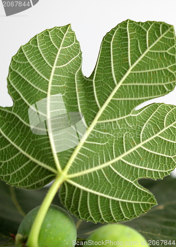 Image of Fig Leave