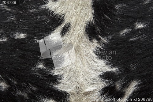 Image of animal_pattern