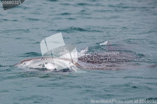 Image of Whale Shark