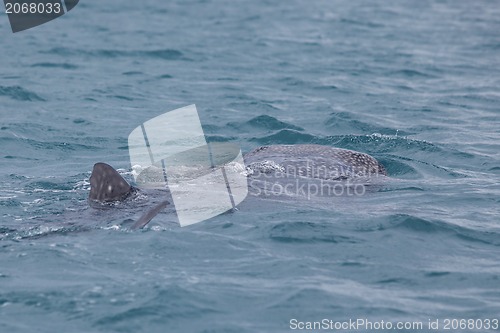 Image of Whale Shark