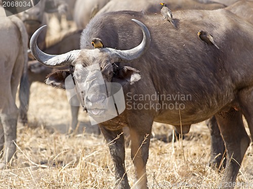 Image of Wild African Buffalo