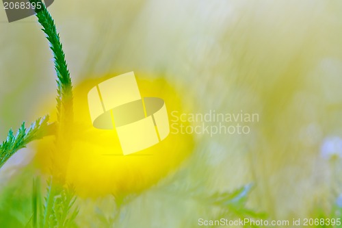 Image of Spring flowers background