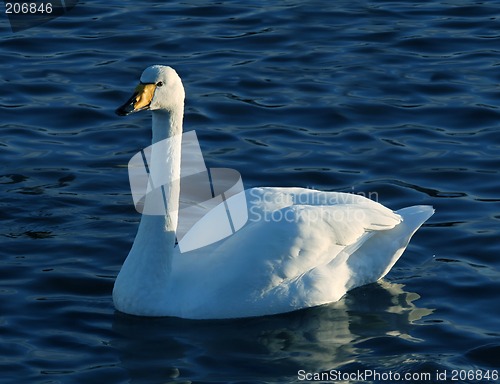 Image of Swan