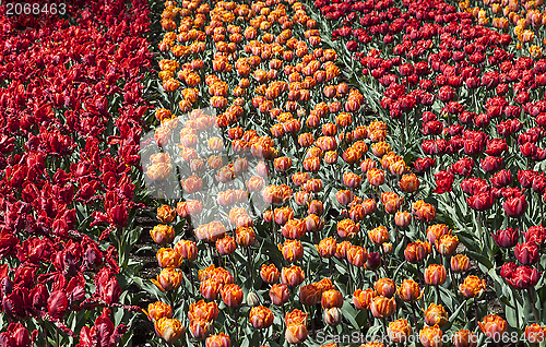 Image of Field of Tulips