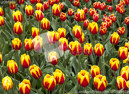 Image of Field of "Cape Cod" Tulips