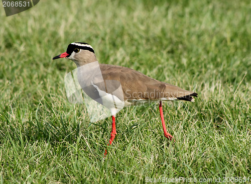 Image of Crowned Plover Lapwing Bird with Extended Leg