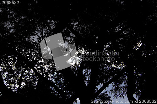 Image of Silhouetted Tree Branches and Leaves