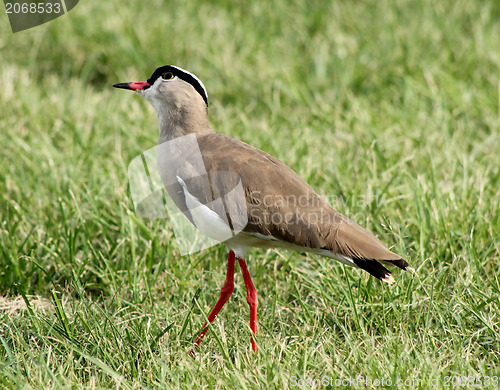 Image of Crowned Plover Lapwing Bird Wary 