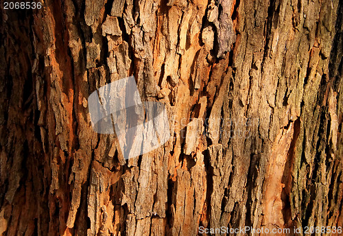 Image of Tree Bark Background