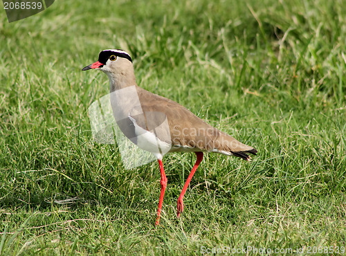 Image of Crowned Plover Lapwing Bird