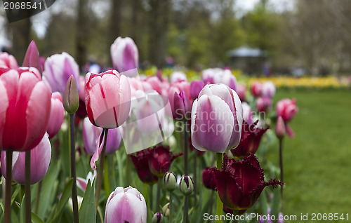 Image of Tulips Garden