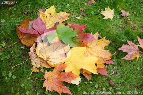 Image of color form leaves stack lie meadow lawn autumn 