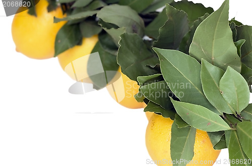Image of lemons