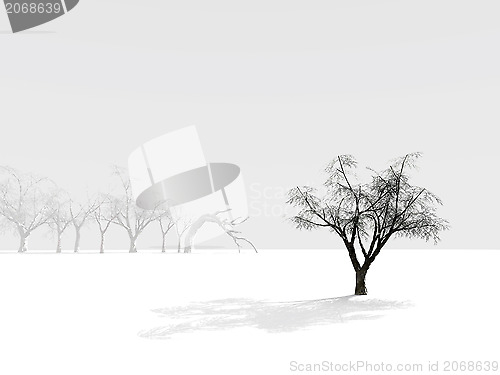 Image of alone winter tree