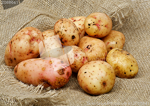 Image of Raw Potato