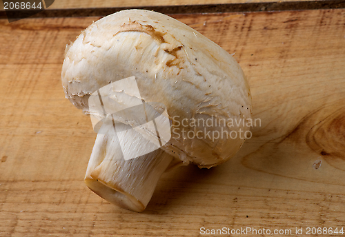 Image of White Champignon