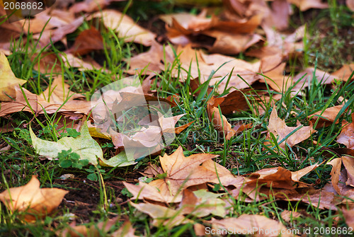 Image of Autumn leaves on the grass