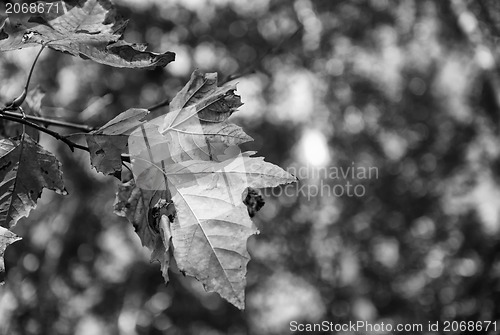 Image of Autumn leaves with tree on background