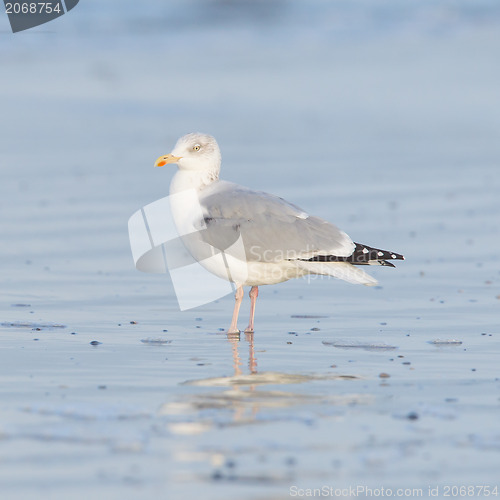 Image of Herring gull on a beach