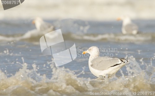 Image of Herring gull on a beach