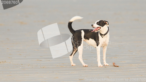 Image of Dog playing with a stick on the beach