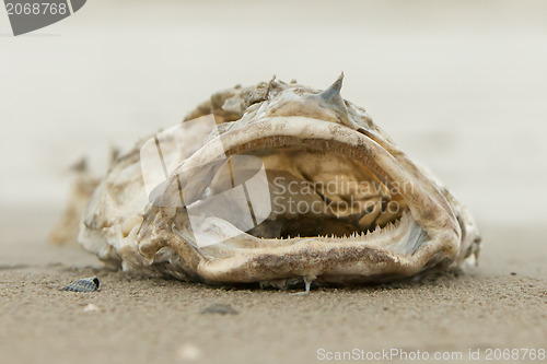 Image of Decomposing dead fish carcass 