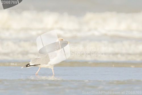 Image of Herring gull on a beach