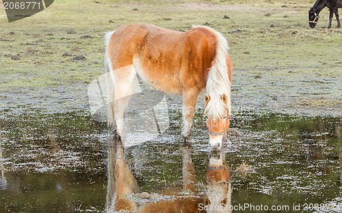 Image of Horse standing in a pool after days of raining