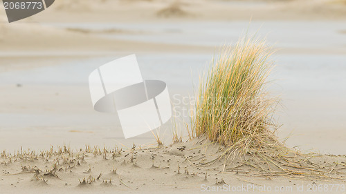 Image of Dune-grass on the beach