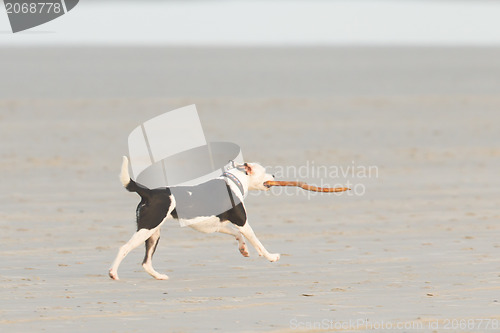 Image of Dog playing with a stick on the beach