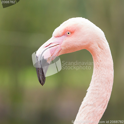 Image of Closeup shot of pink flamingo