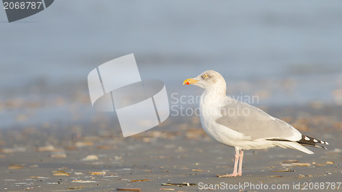 Image of Herring gull on a beach